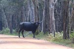 Wilpattu National  Park 12th to 13th January 2019