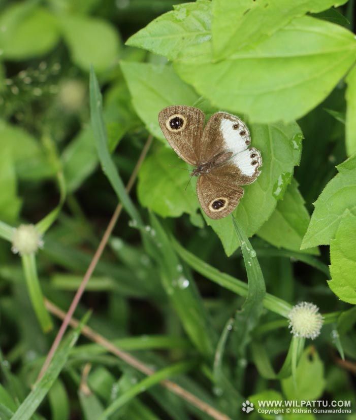 ButterflyCircle Checklist