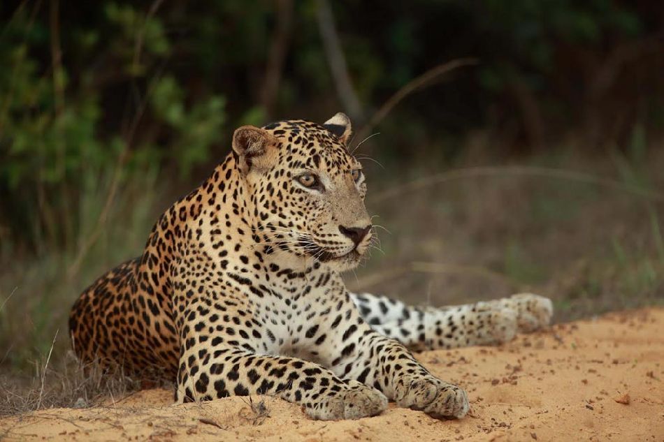 leopard safaris wilpattu