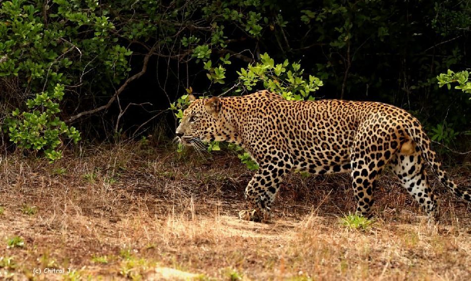 leopard safaris wilpattu