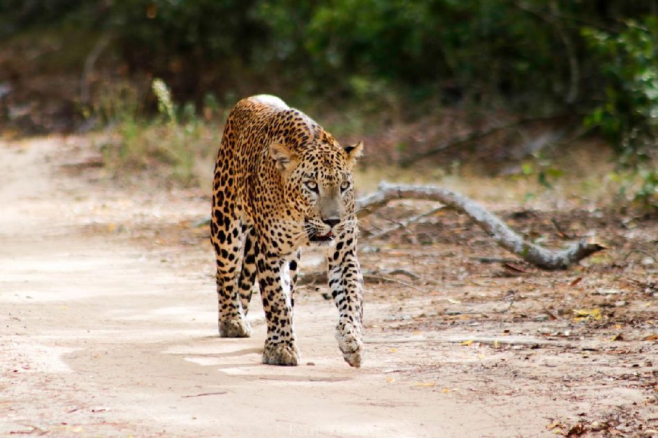 leopard safaris wilpattu