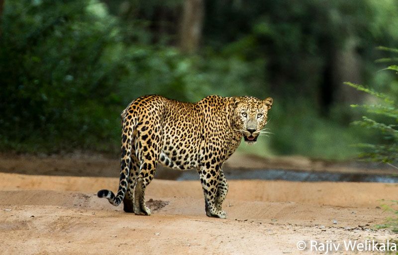 leopard safaris wilpattu