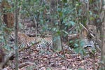 Wilpattu National Park 1st – 2nd April 2023 