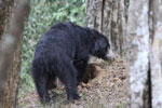 Wilpattu National Park 1st to 2nd October 2022