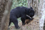 Wilpattu National Park 1st to 2nd October 2022