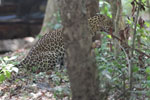 Wilpattu National Park 1st to 2nd October 2022