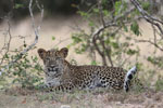 Wilpattu National Park 1st to 2nd October 2022