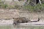 Wilpattu National Park 1st to 2nd October 2022