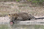 Wilpattu National Park 1st to 2nd October 2022