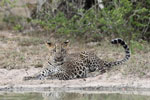 Wilpattu National Park 1st to 2nd October 2022