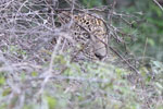 Wilpattu National Park 1st to 2nd October 2022