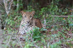 Wilpattu National Park 1st to 2nd October 2022