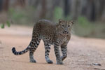 Wilpattu National Park 1st to 2nd October 2022