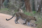 Wilpattu National Park 1st to 2nd October 2022