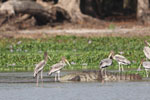 Wilpattu National Park 1st to 2nd October 2022