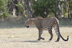 Wilpattu National Park 1st to 2nd October 2022