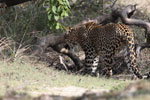 Wilpattu National Park 1st to 2nd October 2022