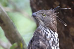 Wilpattu National Park 1st to 2nd October 2022