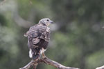 Wilpattu National Park 1st to 2nd October 2022