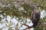 Wilpattu National Park 1st to 2nd October 2022