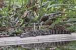 Wilpattu National Park 1st to 2nd October 2022