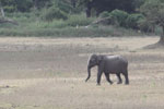 Wilpattu National Park 1st to 2nd October 2022