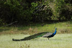 Notes on Field Trips Wilpattu National Park