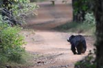 Wilpattu National Park 1st – 2nd April 2023 