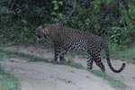Wilpattu National Park 1st to 4th April  2026