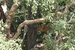 Notes on Field Trips Wilpattu National Park