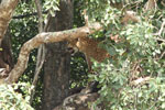 Notes on Field Trips Wilpattu National Park