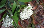 Notes on Field Trips Wilpattu National Park