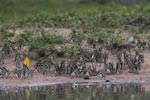 Notes on Field Trips Wilpattu National Park