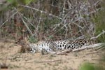 Notes on Field Trips Wilpattu National Park