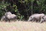 Notes on Field Trips Wilpattu National Park