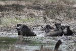 Notes on Field Trips Wilpattu National Park