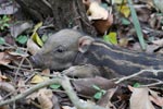 Wilpattu National Park 2nd – 3rd March 2019 