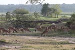 Wilpattu National Park 2nd – 3rd March 2019 