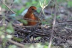 Wilpattu National Park 2nd – 3rd March 2019 