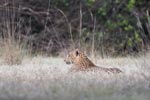 Wilpattu National  Park 2nd - 4th  February 2019