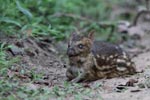 Wilpattu National  Park 2nd - 4th  February 2019