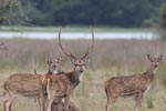 Wilpattu National  Park 2nd - 4th  February 2019