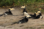 Notes on Field Trips Wilpattu National Park