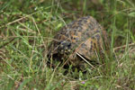 Notes on Field Trips Wilpattu National Park