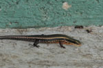 Notes on Field Trips Wilpattu National Park