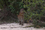 Notes on Field Trips Wilpattu National Park