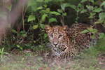 Notes on Field Trips Wilpattu National Park