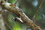 Notes on Field Trips Wilpattu National Park