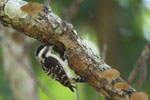 Notes on Field Trips Wilpattu National Park