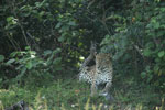 Notes on Field Trips Wilpattu National Park